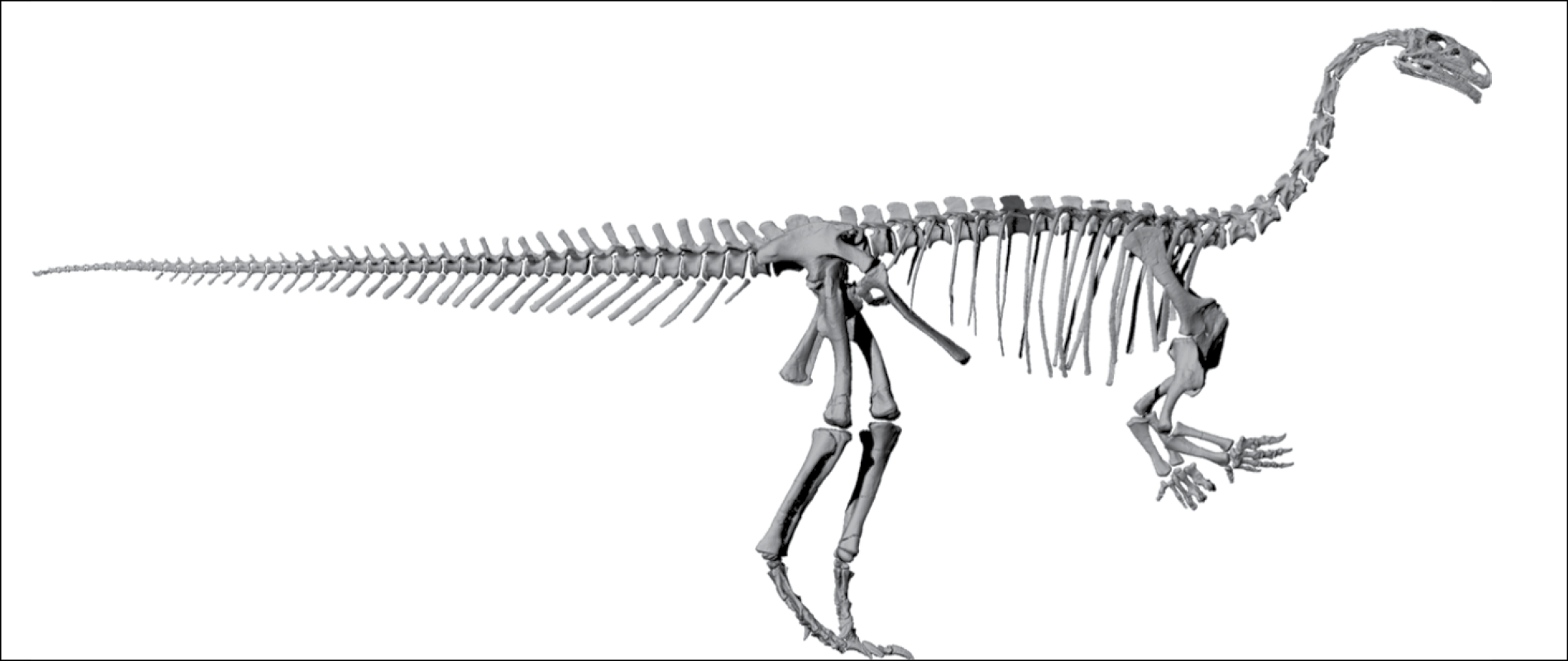 Illustration of Plateosaurus skeleton Illustration of Plateosaurus skeleton